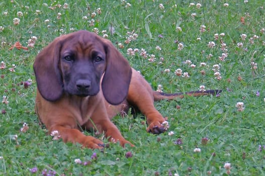 Young Bavarian Mountain Hound