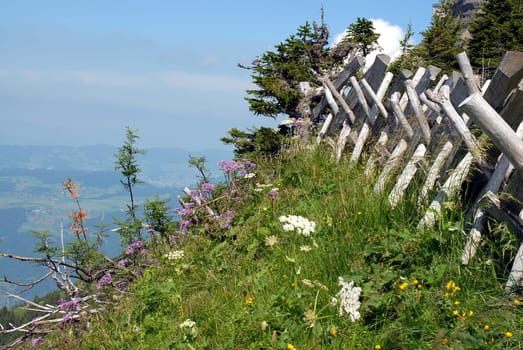 Along the hiking trail,in the ascent to the Rigi in Central Switzerland.