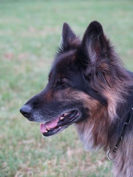 Dog portrait