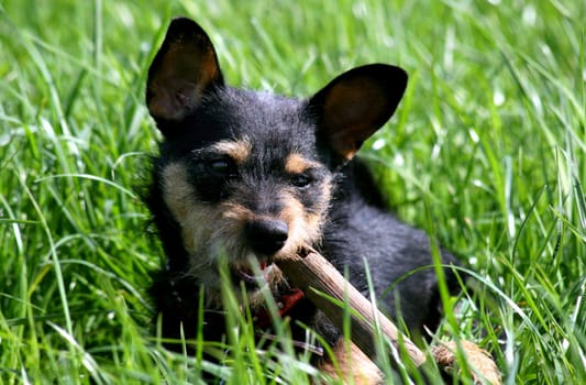 Hunting Terrier