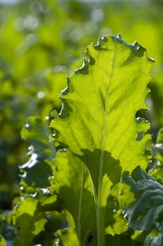 Green leaf in July