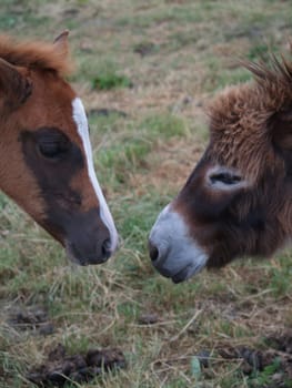 Foal meets donkey
