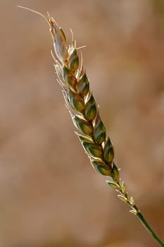 Wheat stalks