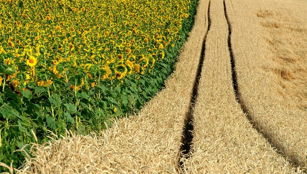 Farming is so colourful and enjoyable
