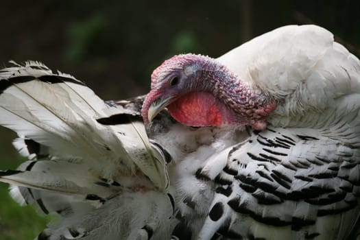 Beautiful turkey