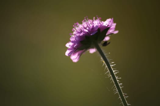 Blossom with visitors in the backlight