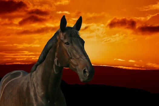 As luck would have it,yesterday at the shoot had a daughter of the well-known stud stallion Zamiro in front of the lens,she is fully the father ... Unfortunately,there are no freewheel pictures because the lady is not up to speed in terms of health. Since the background