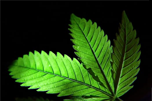 Hemp leaf