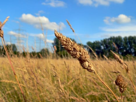 In the meadow