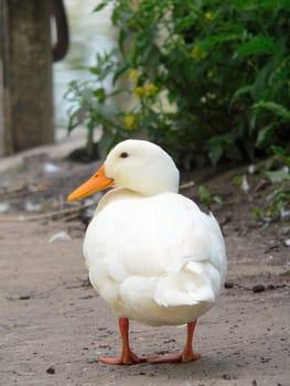 Walk