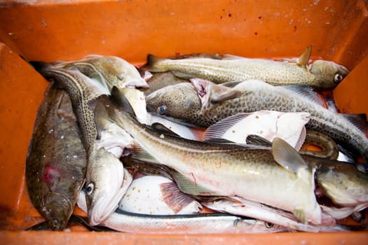 Caught fish in a fish box