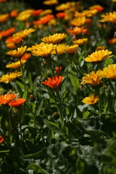 Carpet of flowers