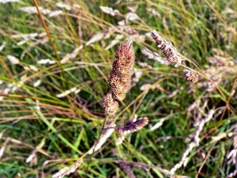Dry grass