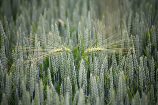 Two "wanderers"" in a wheat field"