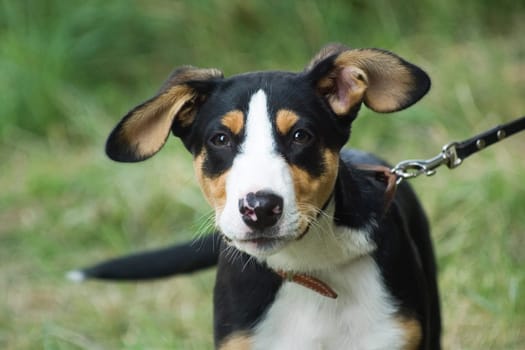 Walking along the Weser,small 12-week-old mixed breed dog.