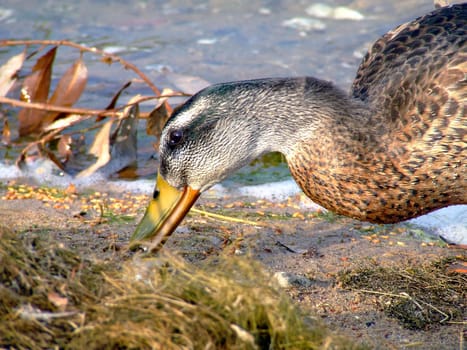 Eating duck
