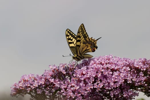 Swallowtail 02