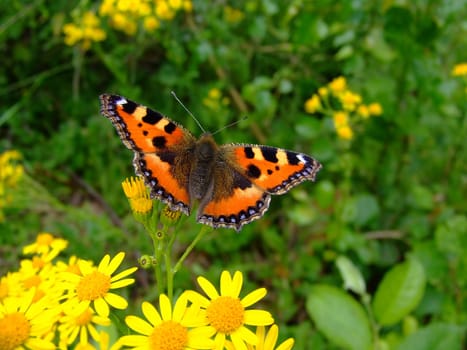 Painted lady