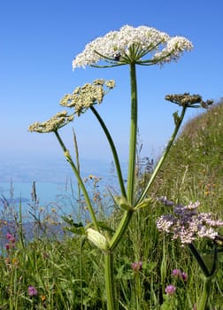 Giant hogweed (Heracleum mantegazzianum),also known as Hercules herb,belongs to the umbelliferous family. The entire plant is poisonous,especially the sap of the plant. It has a phototoxic and skin-damaging effect. One should avoid contact with plant saf