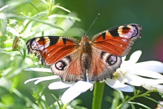 Natural beauty