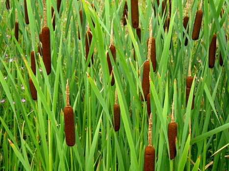 Reed