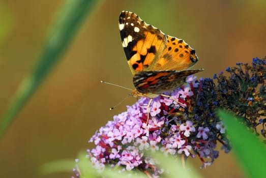 Painted lady