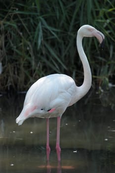 Flamingo 01