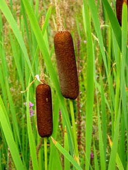 Reed