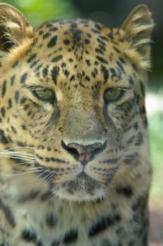 Leopard 01