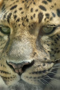 Leopard 02