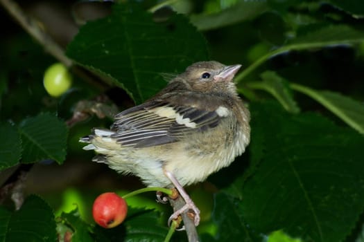 After he was on the garden table to portrait,he flew into the cherry tree
