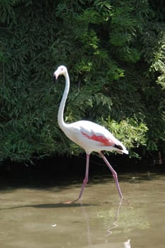 Flamingo 02