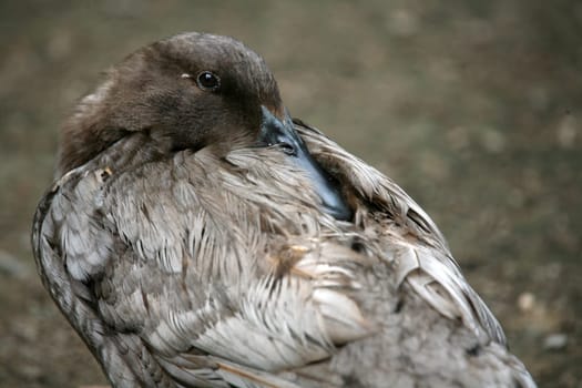 Tired waterfowl