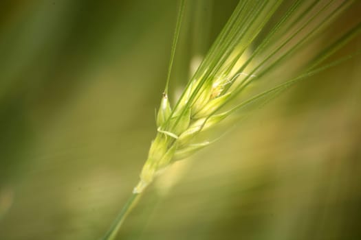 Close-up of an ear of barley