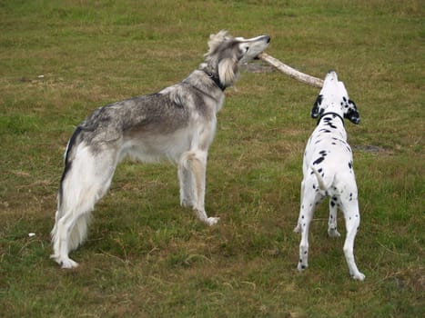 give up the stick