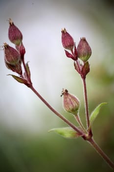 Buds of a red carnation (Silene dioica)