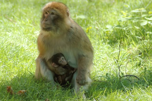 Spider monkey