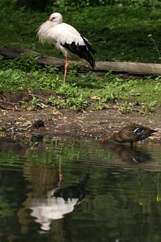 Stork and mallard at a pond