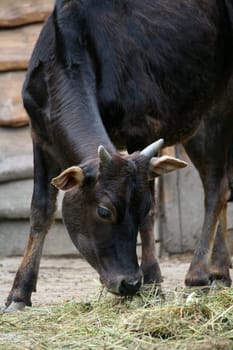 Zebu