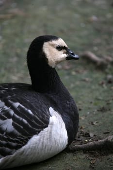 Barnacle goose