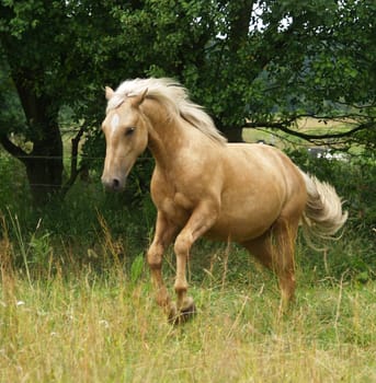 Palomino