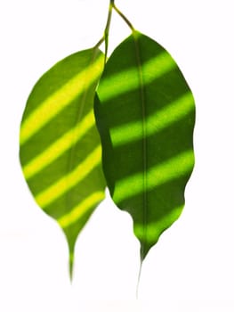 Leaves