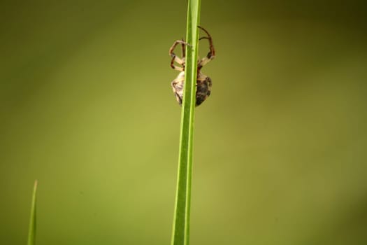 Garden spider on a blade of grass