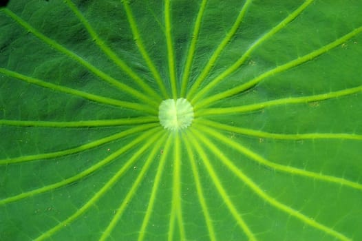 Lotus Leaf