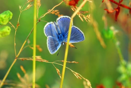 blue in green