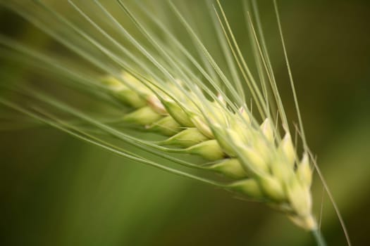 Close-up of an ear of barley