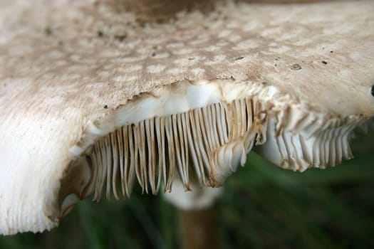 Giant umbrella mushroom (parasol mushroom)