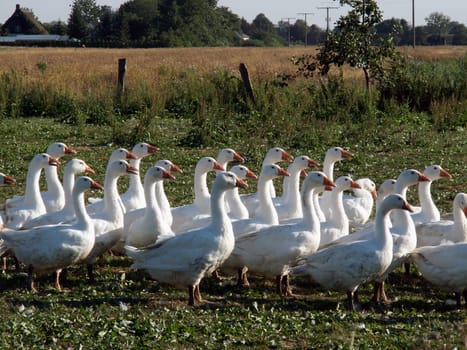 Goose march