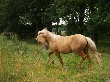 Trot