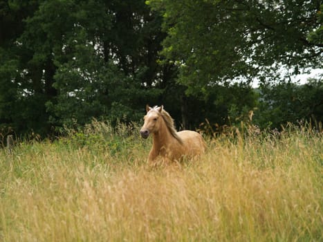 Gallop